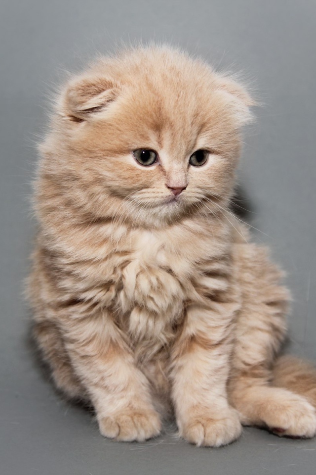 Рыжий котенок шотландской кошки