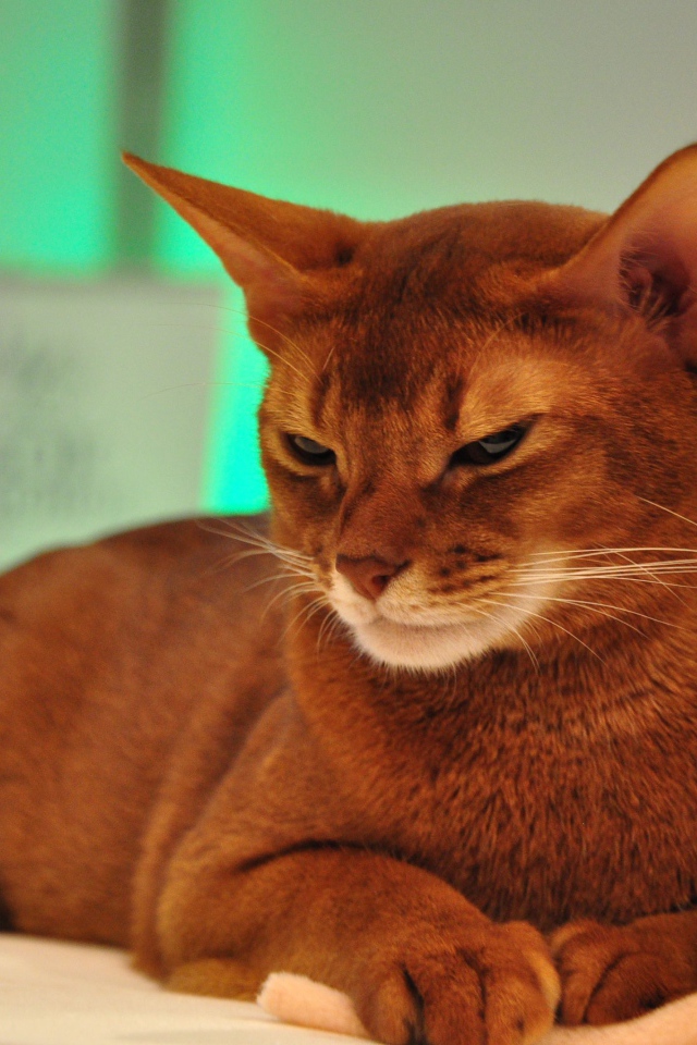 Хмурая абиссинская кошка