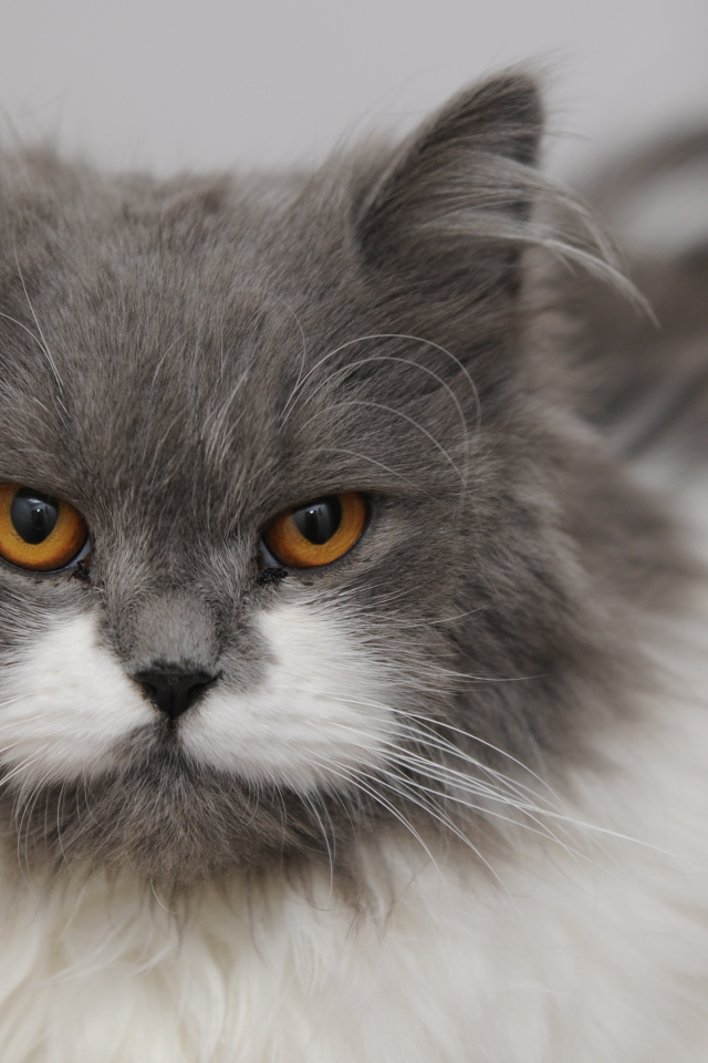 Хмурая британская длинношерстная кошка