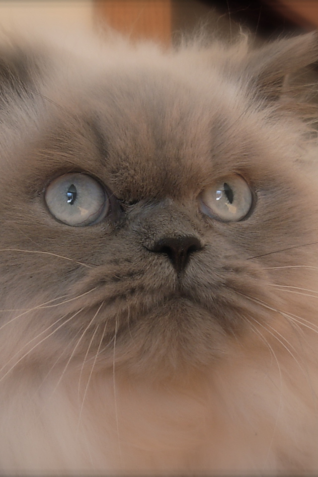 Хмурая гималайская кошка