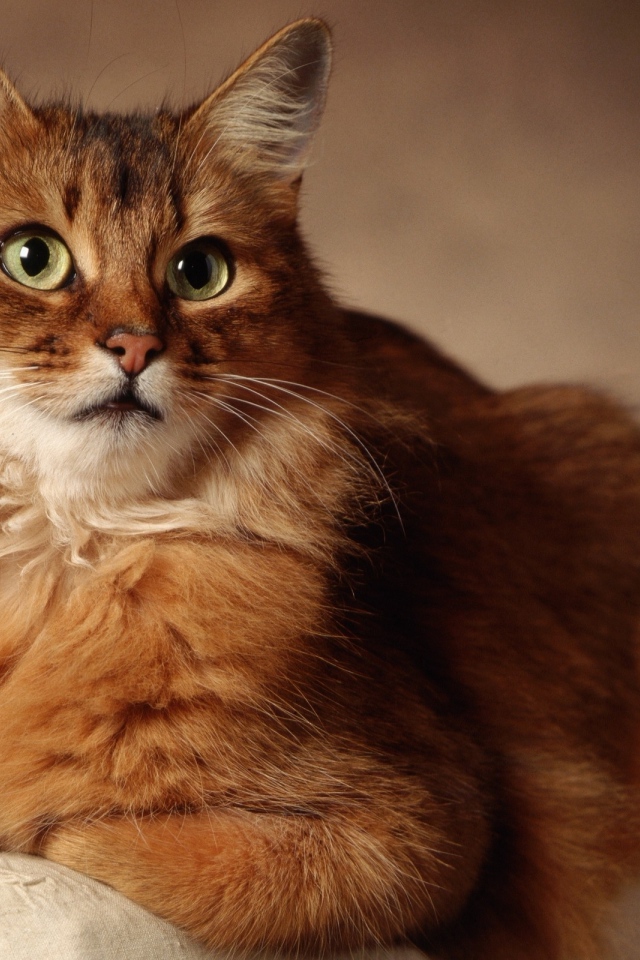 Великолепный сомалийский кот