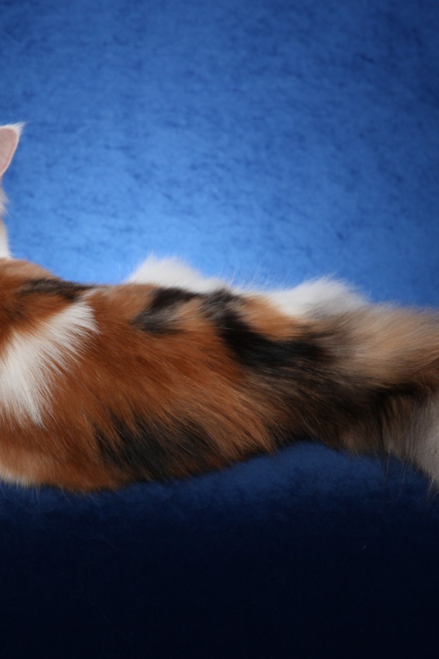 Bеликолепная кошка с роскошным хвостом