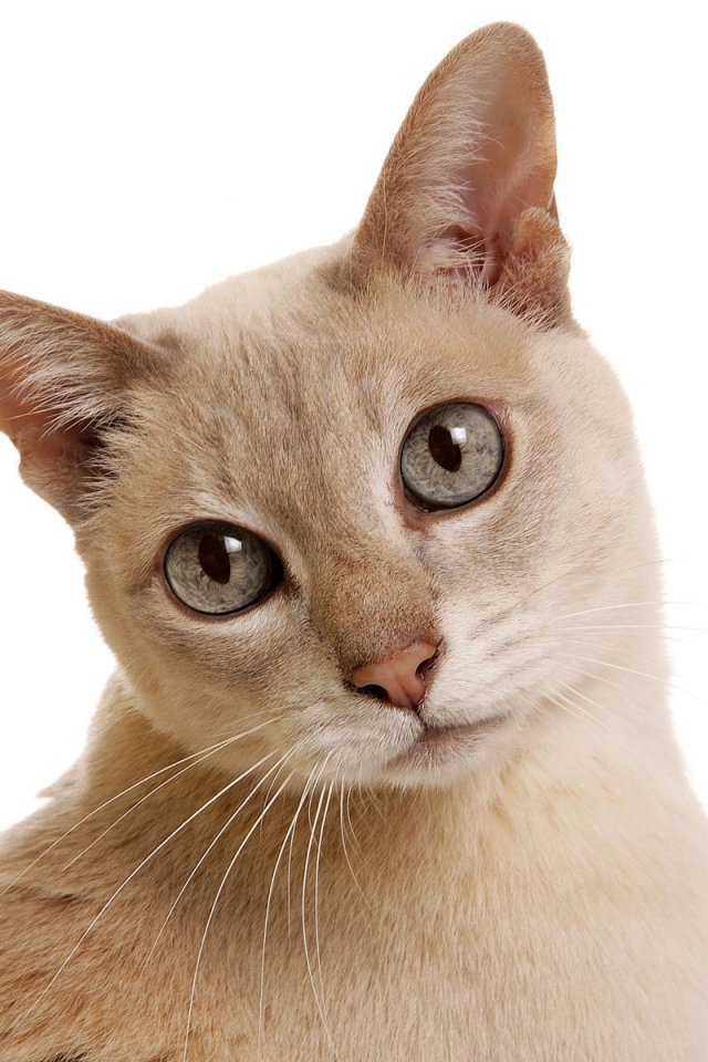 Сероглазая тонкинская кошка