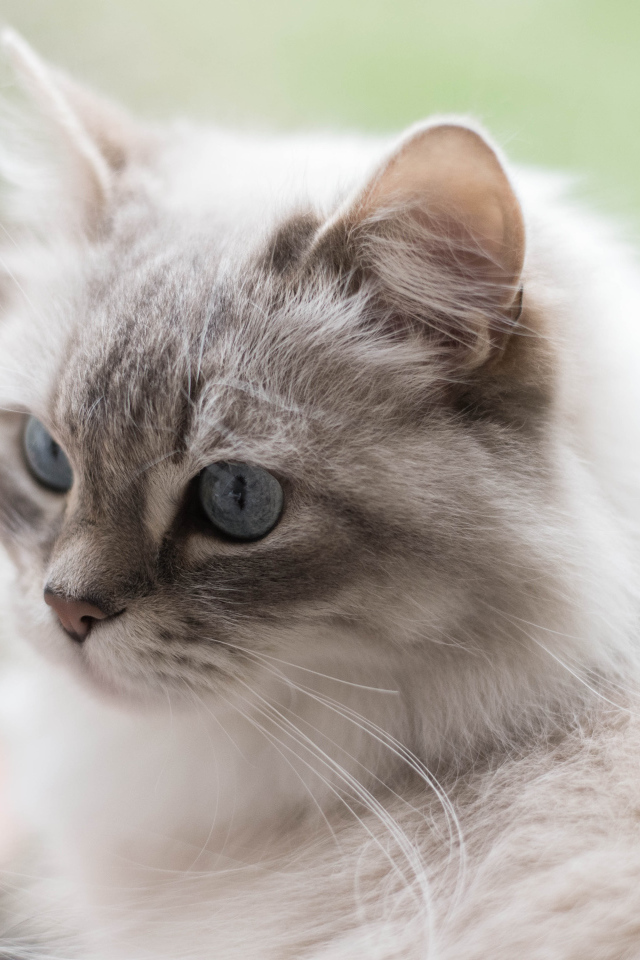 Серый кот рэгдолл