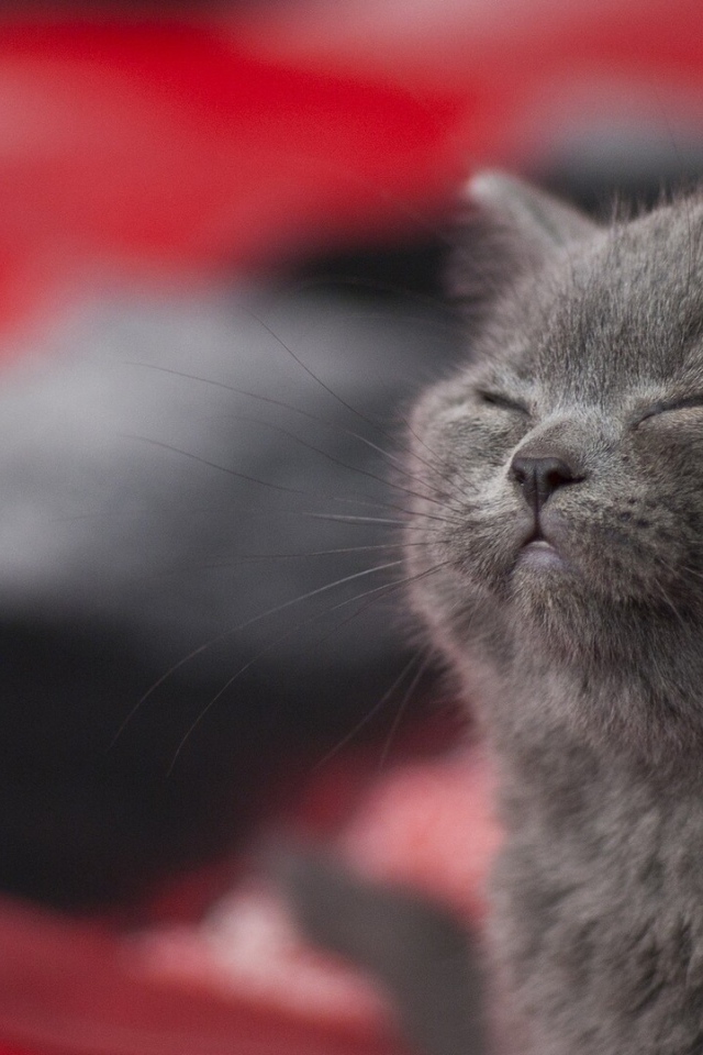 Серый котенок