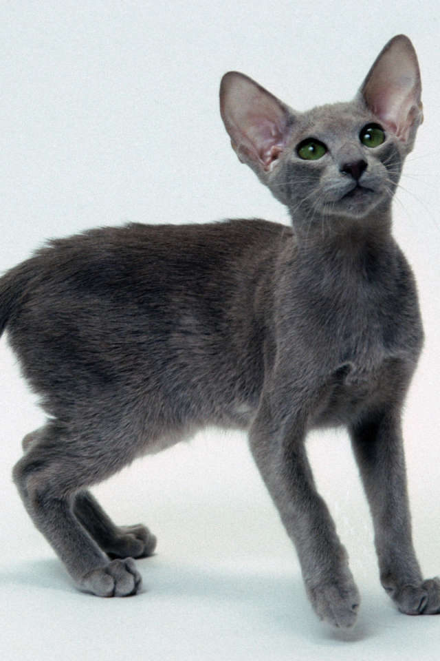 Серый котенок ориентальной короткошерстной кошки