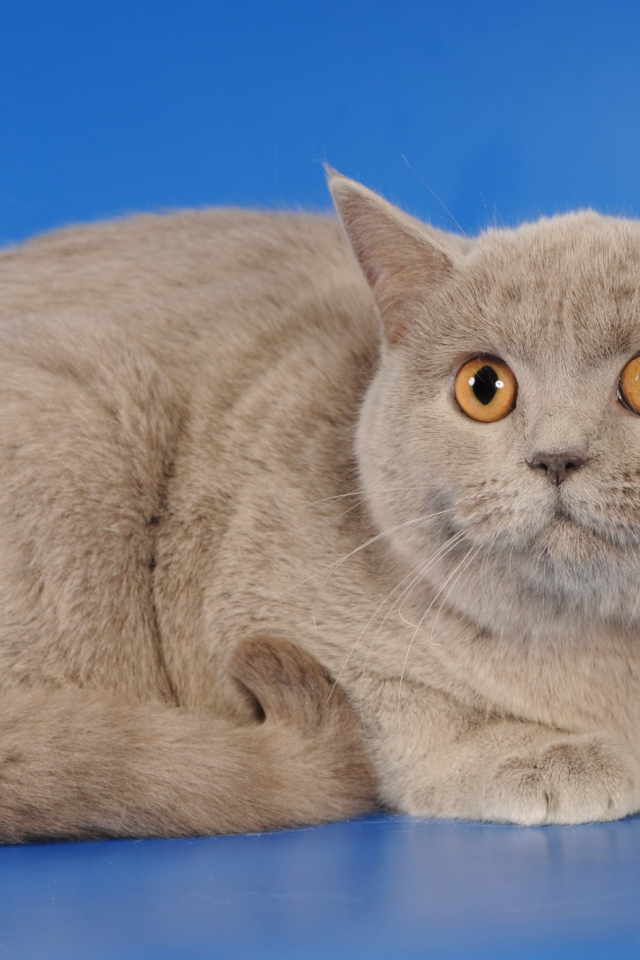 Серая шотландская кошка