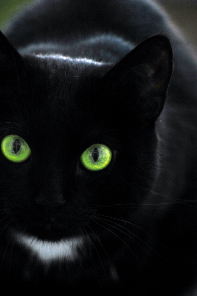 Зеленоглазая бомбейская кошка