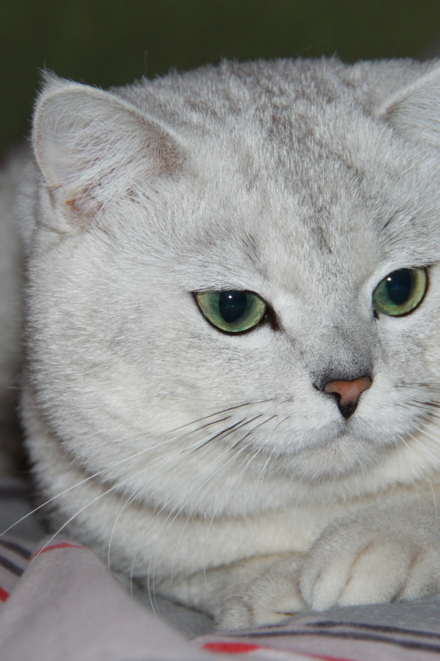 Зеленоглазая британская короткошерстная кошка