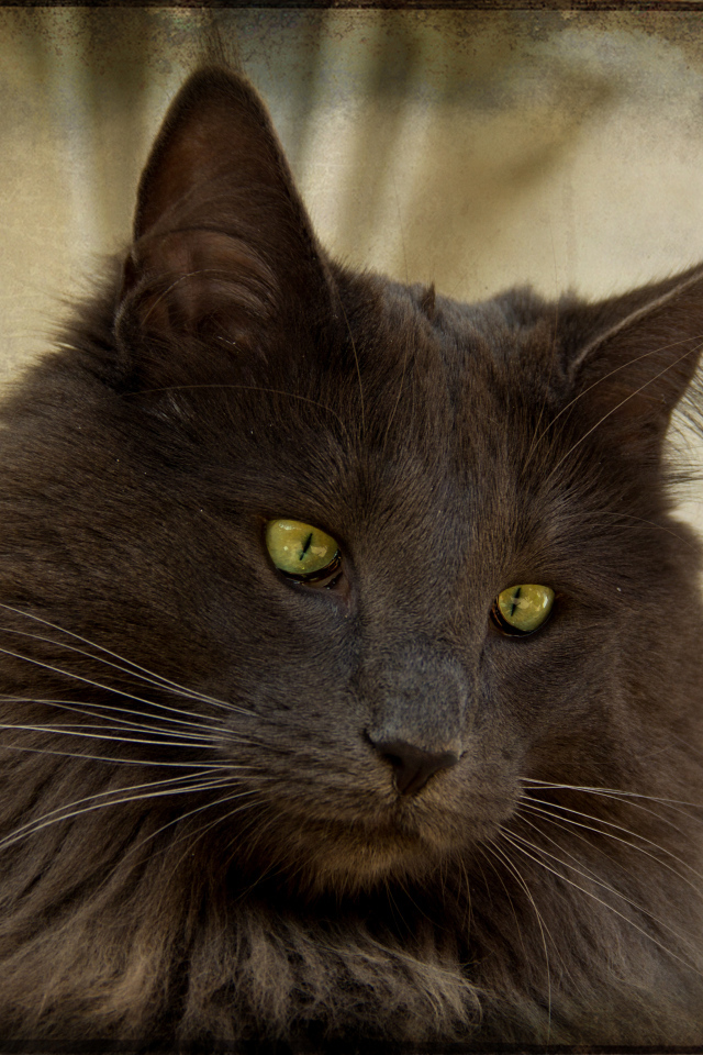 Зеленоглазая норвежская лесная кошка