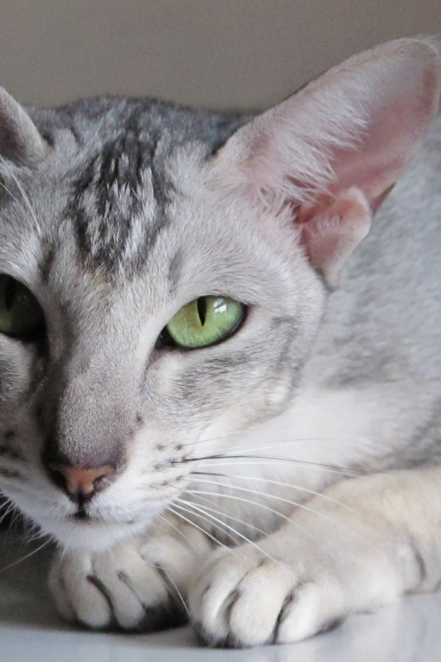 Зеленоглазая ориентальная короткошерстная кошка