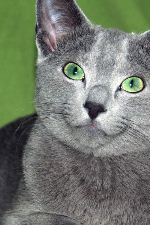 Зеленоглазая русская голубая кошка