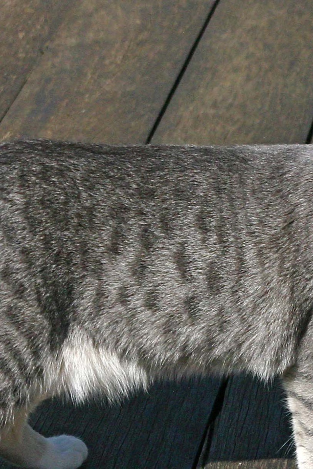 Серый аравийский мау