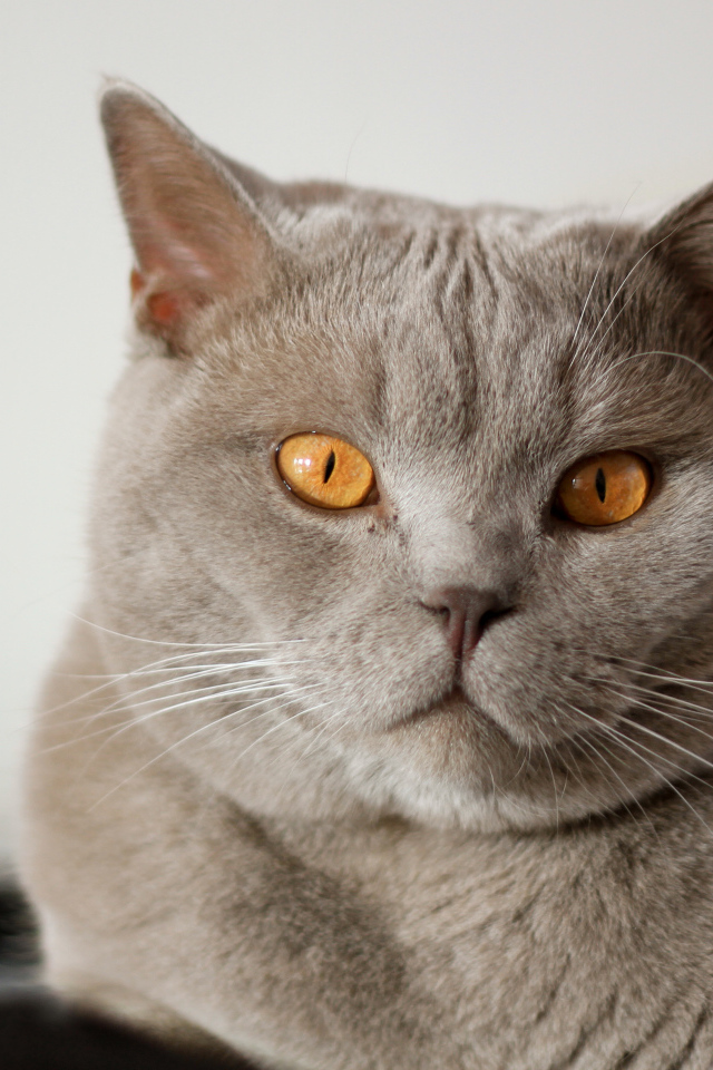 Серая британская короткошерстная кошка