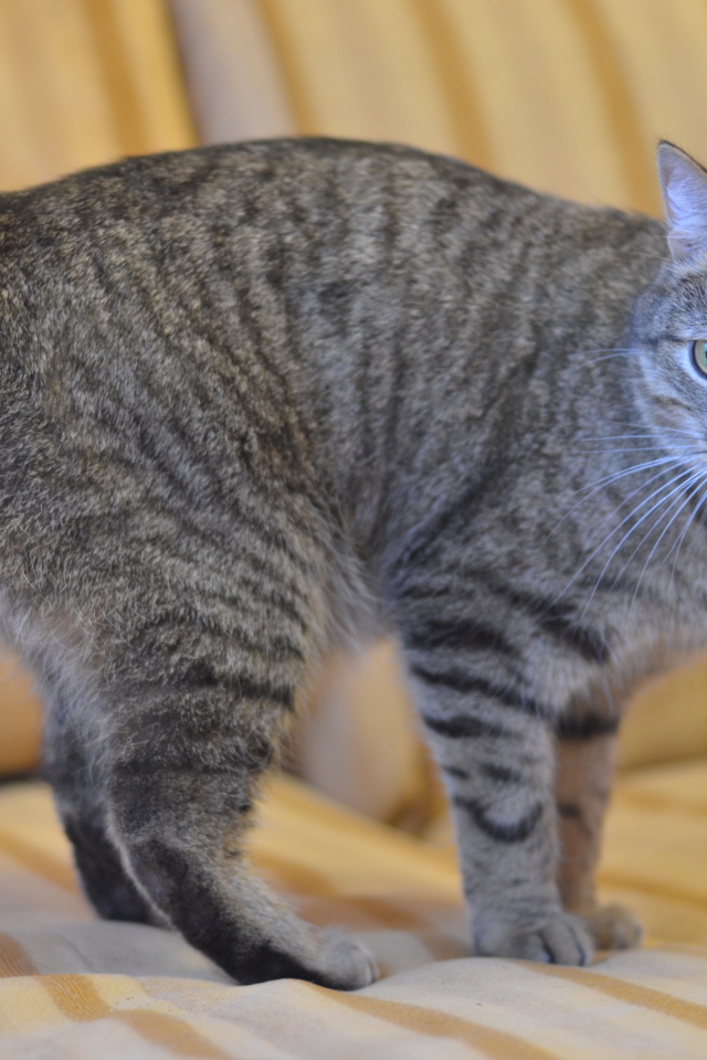 Серый курильский бобтейл на диване