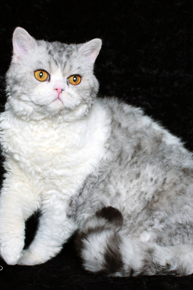 Серый селкирк рекс