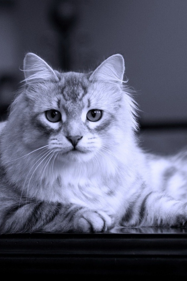 Серый кот на черном столе