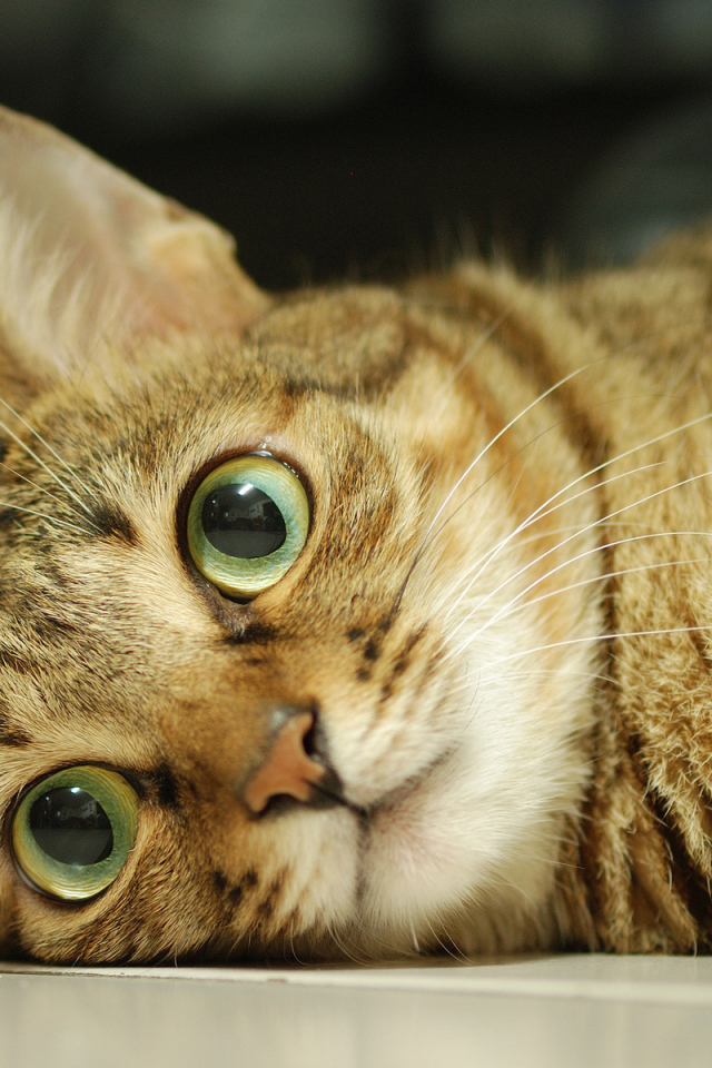 Серый кот с большими глазами