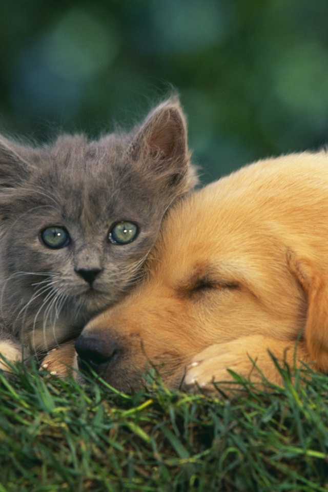 Grey kitten with a dog