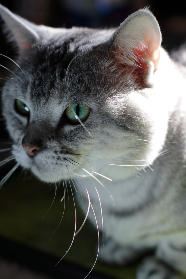 Серый усатый кот