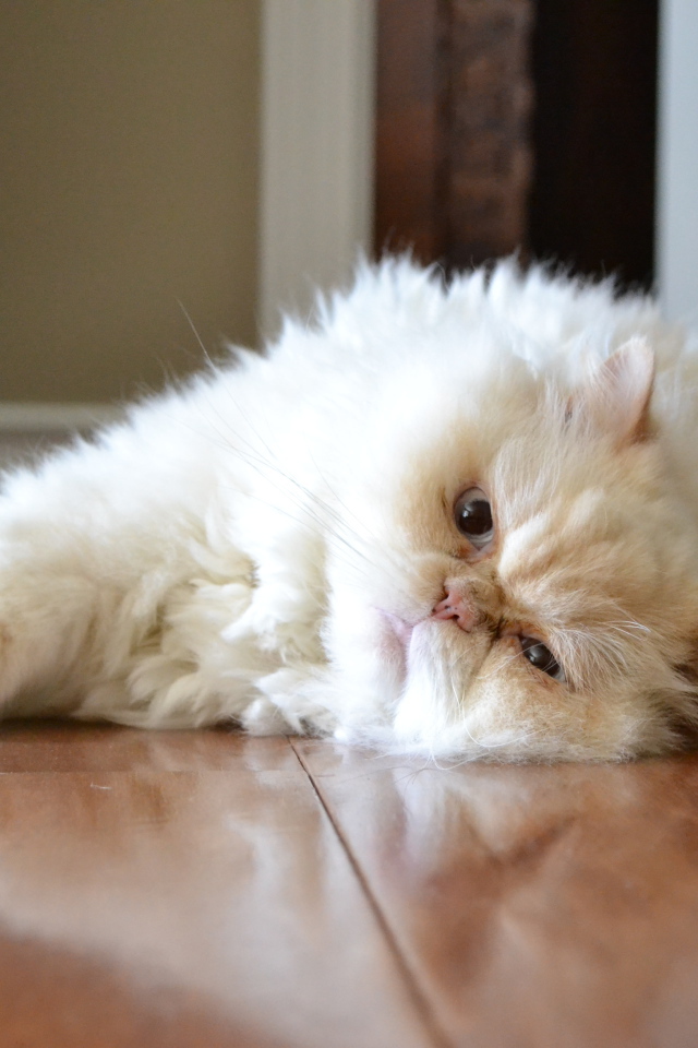 Гималайская кошка лежит на полу