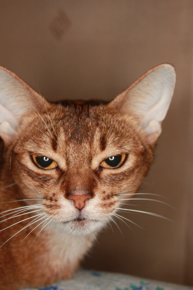 Домашняя абиссинская кошка