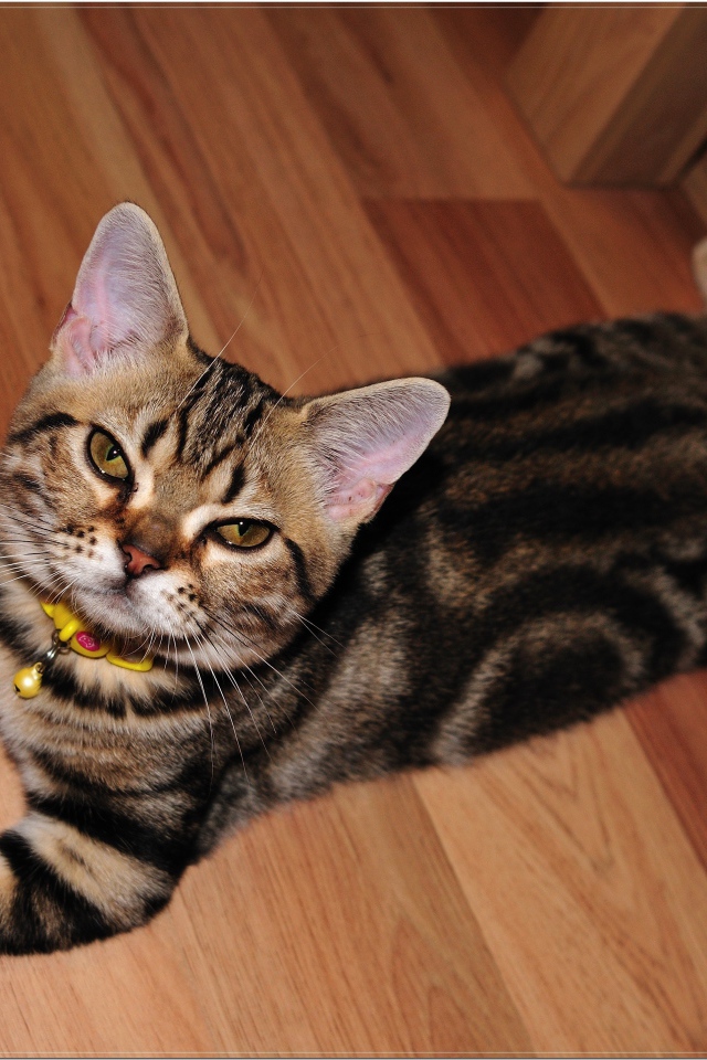 Домашняя американская короткошерстная кошка