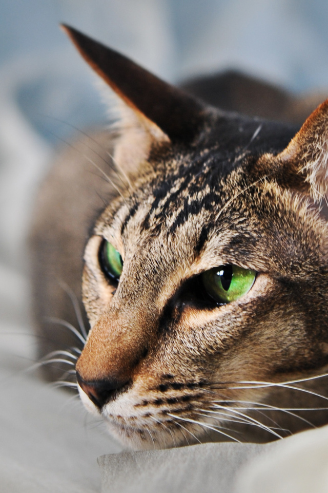 Домашняя ориентальная короткошерстная кошка