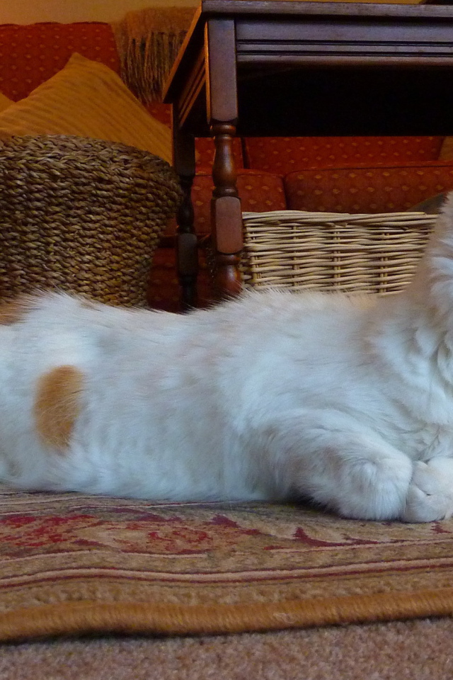 Домашний турецкий ван