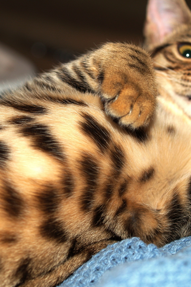 Домашний леопард