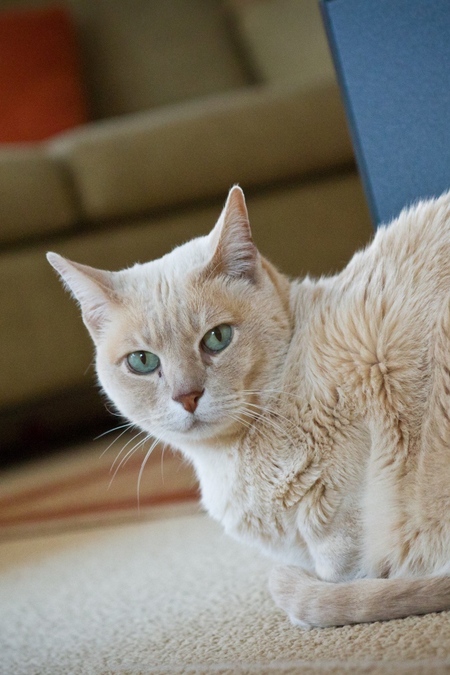 Домашний кот австралийский мист