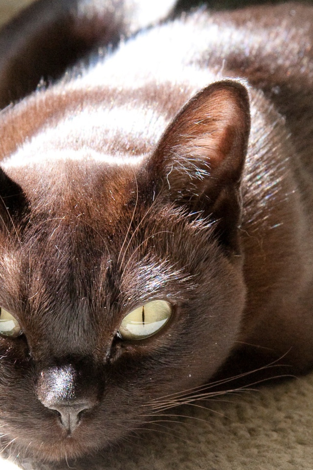 Охотник бурманская кошка