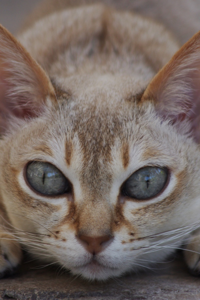 Охотник сингапурская кошка