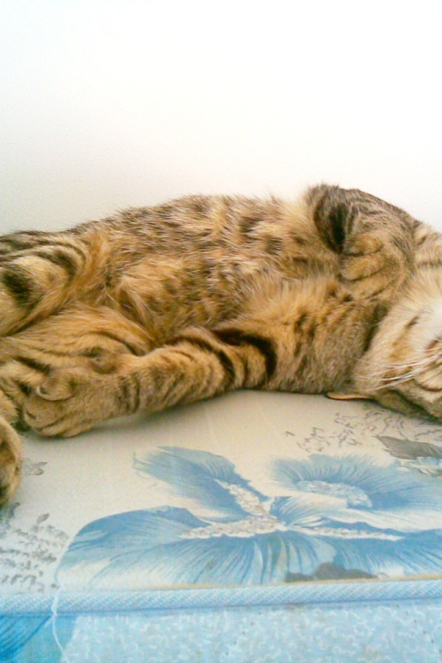 Японский бобтейл балдеет