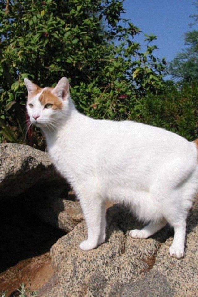 Японский бобтейл на природе