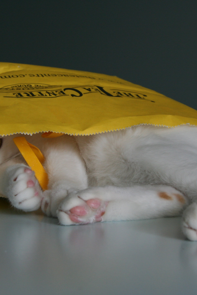 Японский бобтейл в пакете