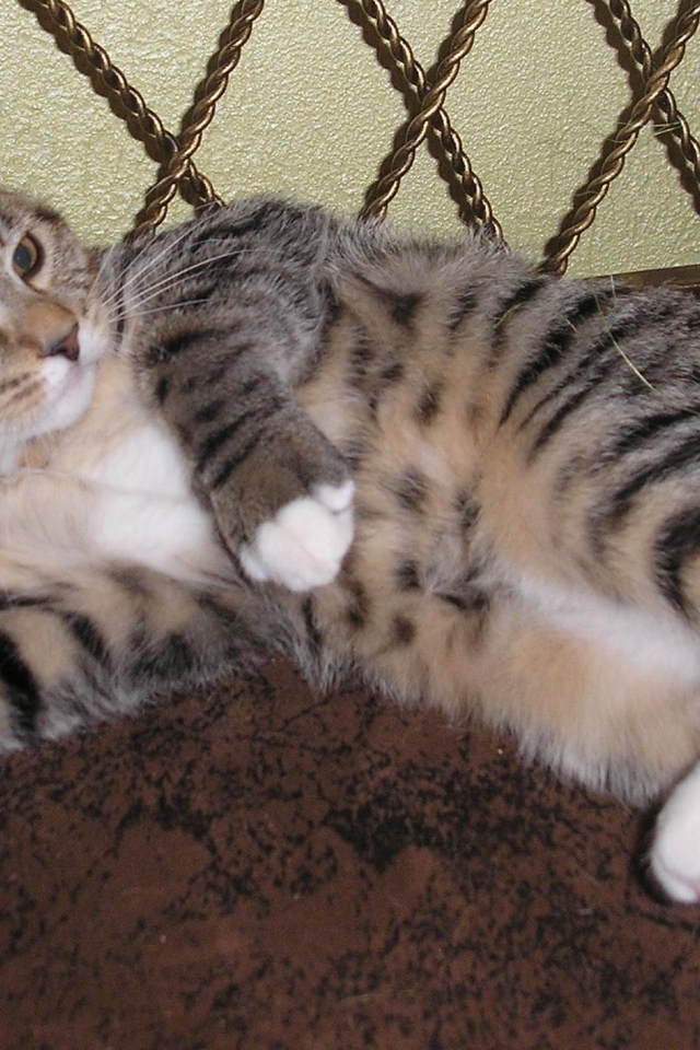 Японский бобтейл лежит