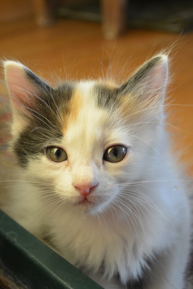 Котенок японского бобтейла