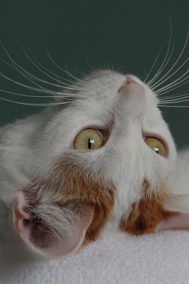 Японский бобтейл смотрит вверх