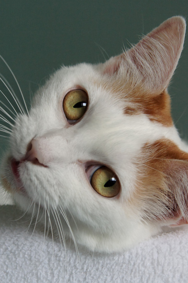 Глаза кота японский бобтейл