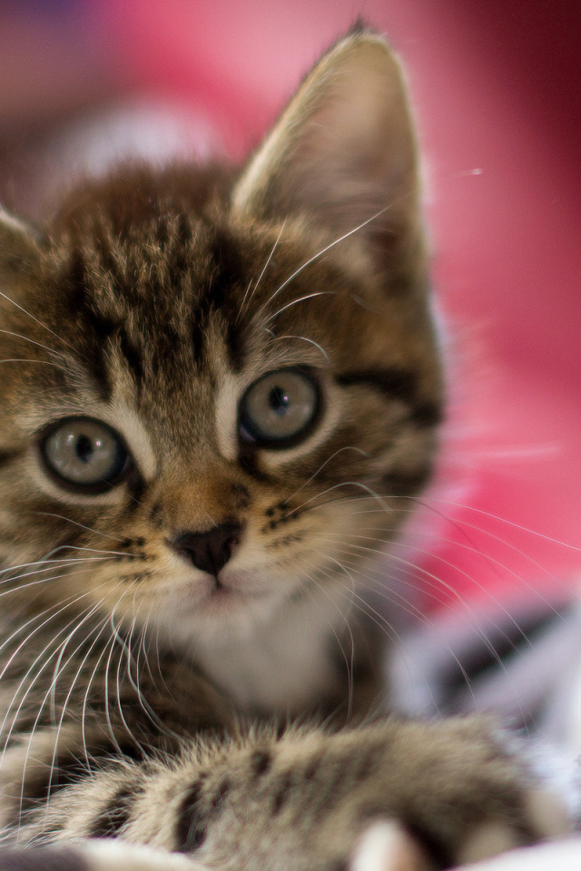 Просто серый котенок