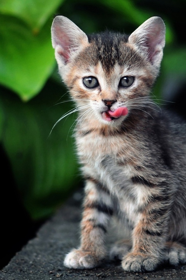 Котенок европейской короткошерстной кошки