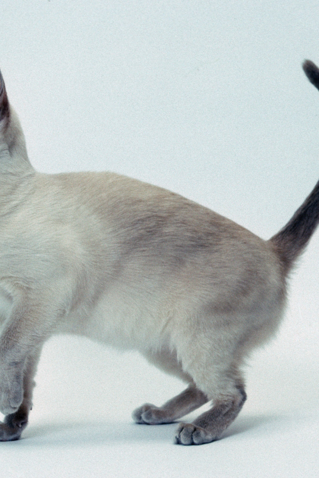 Котенок тонкинской кошки