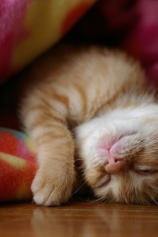 Котенок спит в одеяле