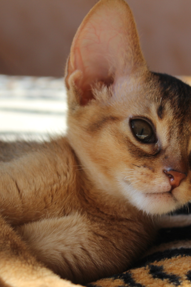 Котенок породы абиссинская кошка