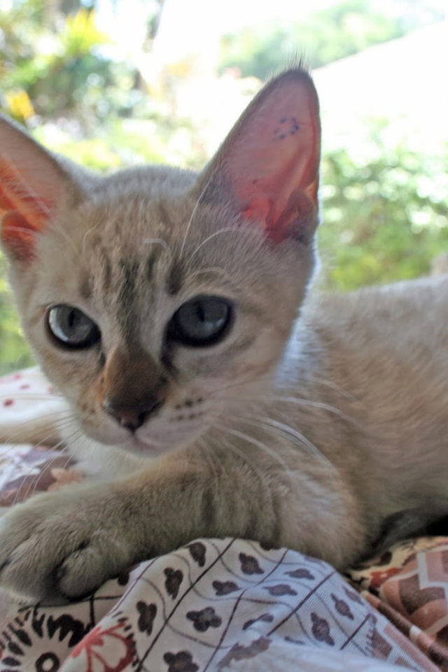 Котенок породы австралийский мист