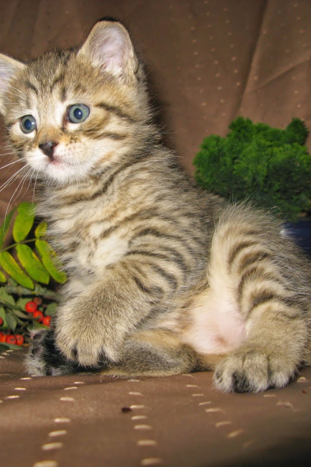 Котенок породы пиксибоб