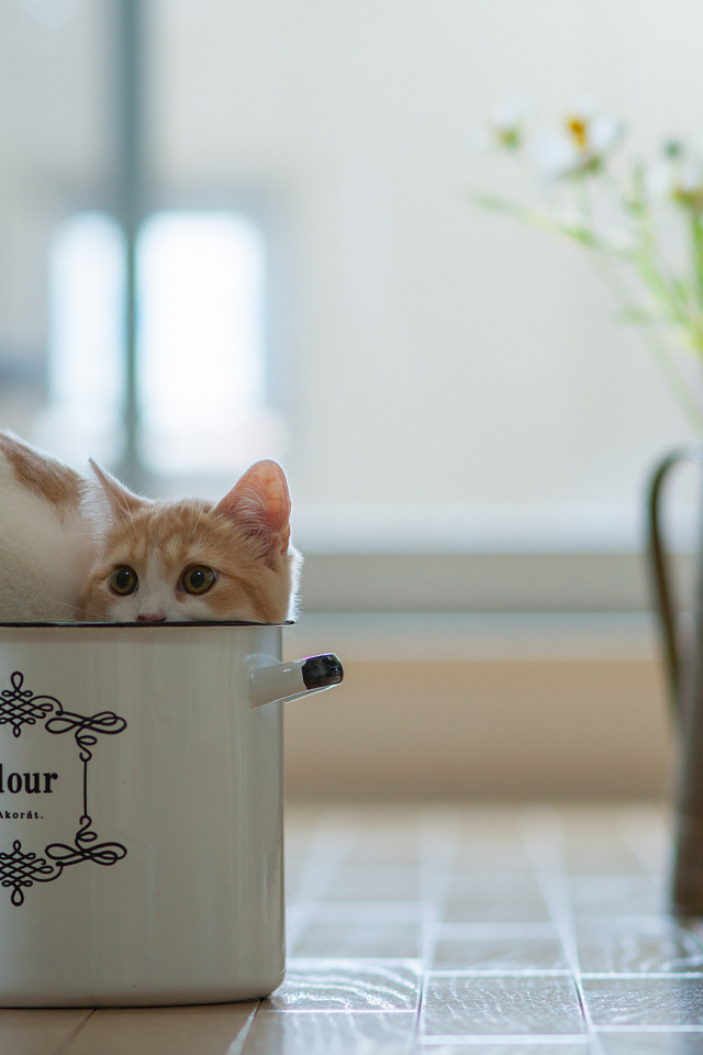 Котенок в кастрюле