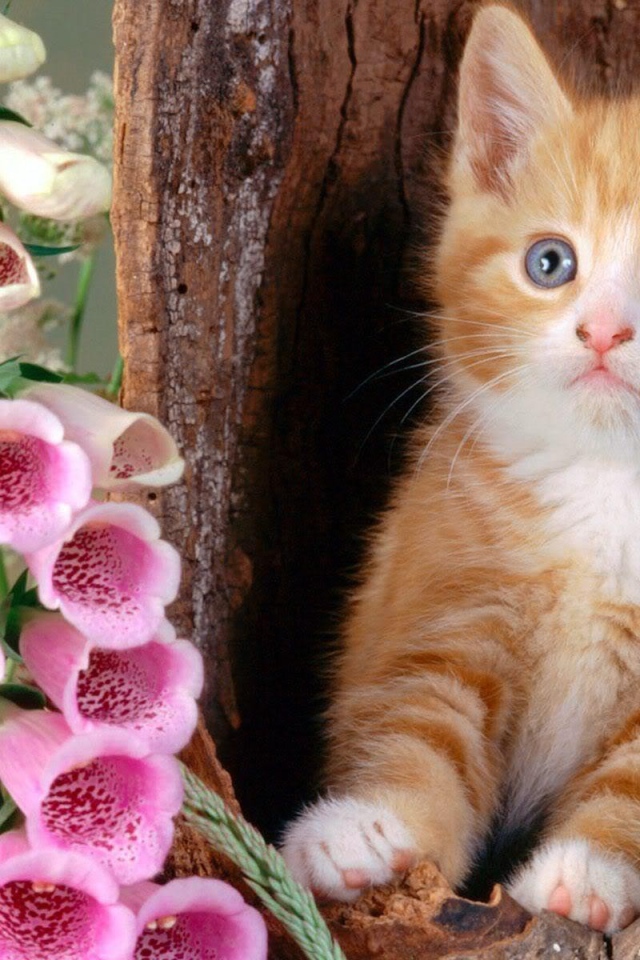 Котенок в дупле с цветками