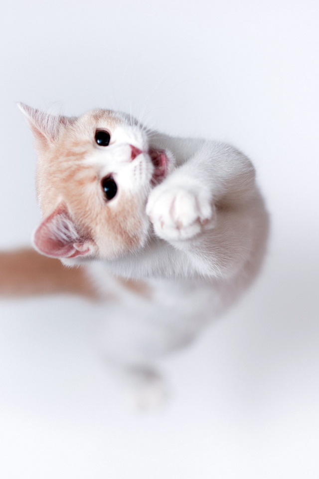 Kitten jump